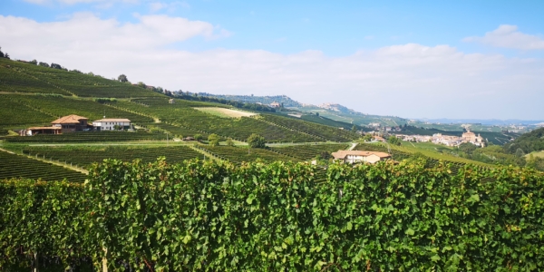 Vineyard - Piemonte Vineyard - Piemonte